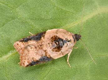 Acleris variegana D. & S. adulte - �Philippe Mothiron