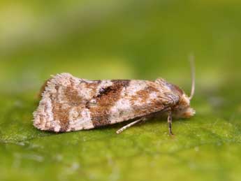 Gynnidomorpha vectisana Humph. & Westw. adulte - �Lionel Taurand