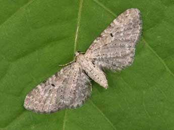 Eupithecia veratraria Grasl. adulte - �Philippe Mothiron