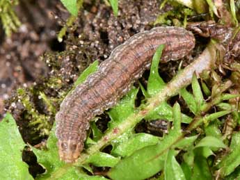  Chenille de Agrotis vestigialis Hfn. - �Philippe Mothiron