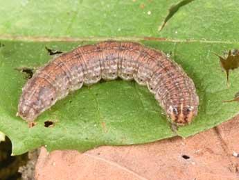  Chenille de Agrotis vestigialis Hfn. - �Philippe Mothiron