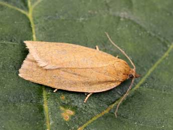 Aphelia viburnana D. & S. adulte - �Lionel Taurand