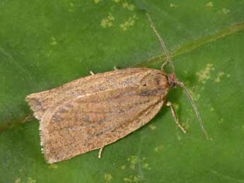 Aphelia viburnana D. & S. adulte - �Philippe Mothiron