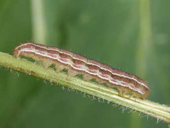  Chenille de Heliothis viriplaca Hfn. - �Philippe Mothiron