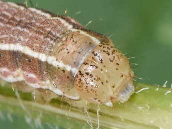  Chenille de Heliothis viriplaca Hfn. - �Philippe Mothiron