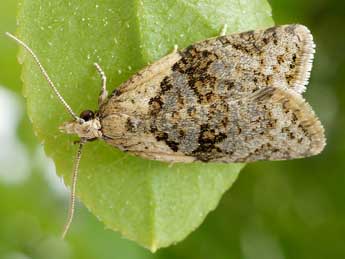 Capua vulgana Fr�l. adulte - �Friedmar Graf