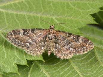 Eupithecia vulgata Hw. adulte - �Philippe Mothiron