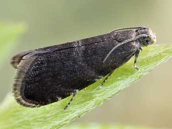 Strophedra weirana Doug. adulte - �Friedmar Graf