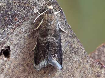 Strophedra weirana Doug. adulte - �Friedmar Graf