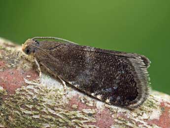 Strophedra weirana Doug. adulte - �Patrick Clement