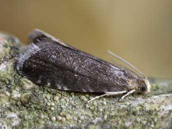 Strophedra weirana Doug. adulte - �Patrick Clement