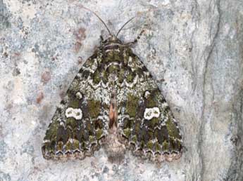Chlorothalpa graslini Culot adulte - �Wolfgang Wagner, www.pyrgus.de