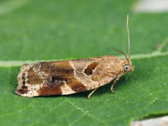 Archips xylosteana L. adulte - �Lionel Taurand