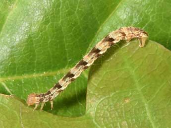  Chenille de Eupithecia abbreviata Stph. - �Philippe Mothiron