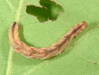  Chenille de Eupithecia abbreviata Stph. - �Philippe Mothiron