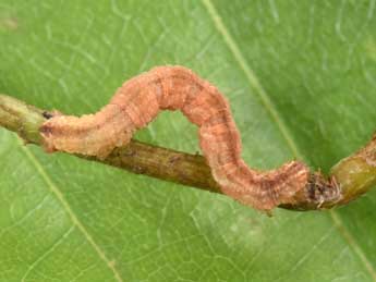  Chenille de Eupithecia abbreviata Stph. - �Philippe Mothiron