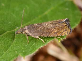 Dichrorampha aeratana Pierce & Metc. adulte - �Philippe Mothiron