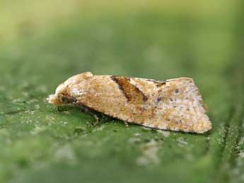 Phalonidia affinitana Doug. adulte - �Lionel Taurand