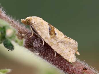 Phalonidia affinitana Doug. adulte - �Lionel Taurand