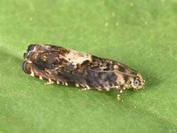 Pammene albuginana Gn. adulte - �Philippe Mothiron