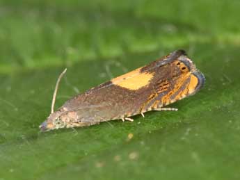 Dichrorampha alpinana Tr. adulte - �Philippe Mothiron