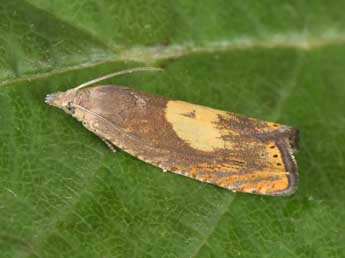 Dichrorampha alpinana Tr. adulte - �Philippe Mothiron