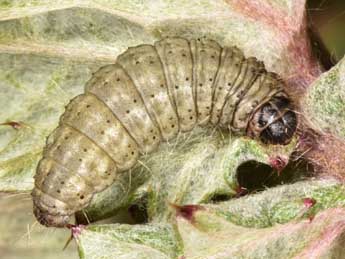  Chenille de Eublemma amoena Hb. - �Wolfgang Wagner, www.pyrgus.de