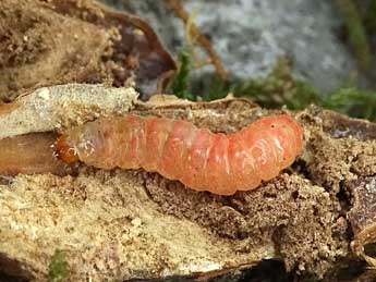  Chenille de Cydia amplana Hb. - �Philippe Mottet