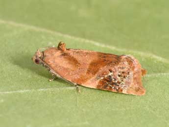 Ditula angustiorana Hw. adulte - �Philippe Mothiron