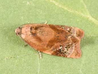 Ditula angustiorana Hw. adulte - �Philippe Mothiron