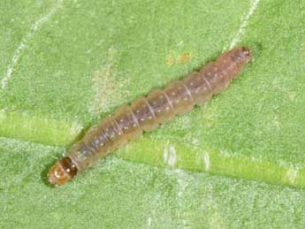  Chenille de Ditula angustiorana Hw. - �Philippe Mothiron