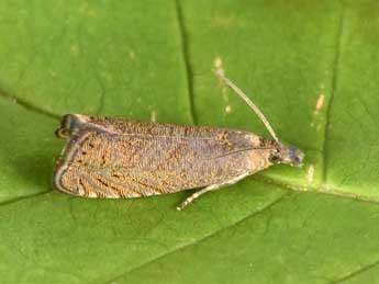 Dichrorampha baixerasana Trematerra adulte - �Philippe Mothiron