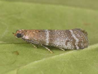 Vitula biviella Z. adulte - �Philippe Mothiron