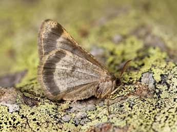 Sciadia bubaceki Schaw. adulte - �Lionel Taurand