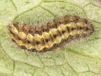  Chenille de Jordanita budensis Spey. & Spey. - �Wolfgang Wagner, www.pyrgus.de