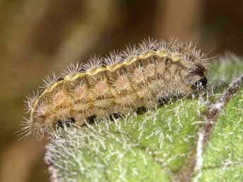  Chenille de Jordanita budensis Spey. & Spey. - �Wolfgang Wagner, www.pyrgus.de