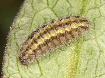  Chenille de Jordanita budensis Spey. & Spey. - �Wolfgang Wagner, www.pyrgus.de