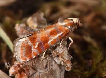 Rhyacionia buoliana D. & S. adulte - �Philippe Mothiron