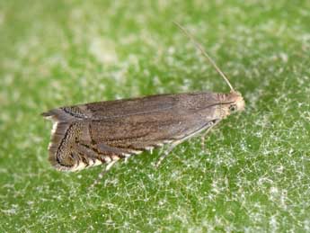 Grapholita caecana Schl�ger adulte - �Philippe Mothiron