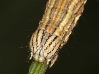  Chenille de Autophila cataphanes Hb. - �Wolfgang Wagner, www.pyrgus.de