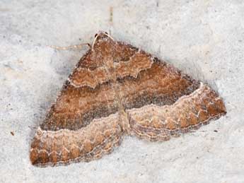 Larentia clavaria Hw. adulte - �Philippe Mothiron