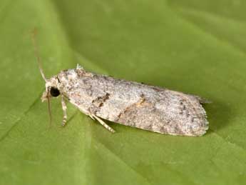 Eana clercana J. Joan. adulte - �Philippe Mothiron