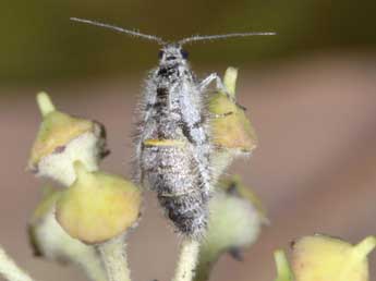 Exapate congelatella Cl. adulte - �Paule Ehrhardt