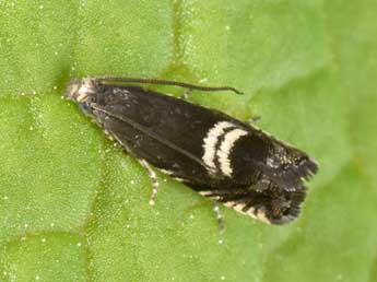 Grapholita coronillana Z. adulte - �Philippe Mothiron