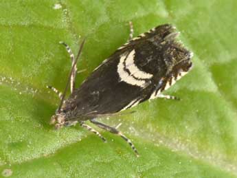 Grapholita coronillana Z. adulte - �Philippe Mothiron