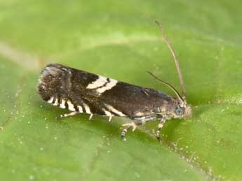 Grapholita coronillana Z. adulte - �Philippe Mothiron