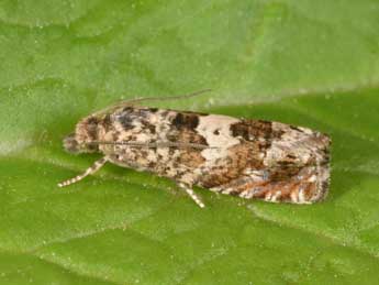 Epiblema costipunctana Hw. adulte - �Philippe Mothiron