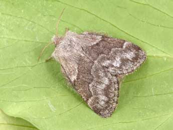Trichiura crataegi L. adulte - �Philippe Mothiron