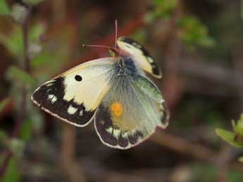 Colias crocea Frc. adulte - �Gilbert Tolmos