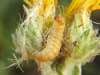  Chenille de Eucosma cumulana Gn. - �Ruben Meert